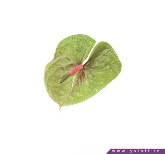 گل اینترنتی آنتوریوم پیستاچ - Anthorium | گل آف